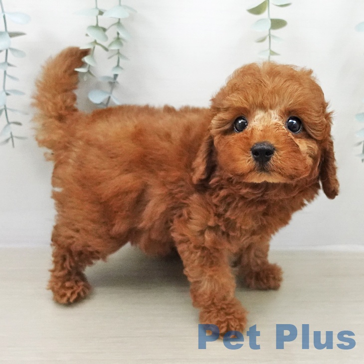 トイ・プードルの写真2