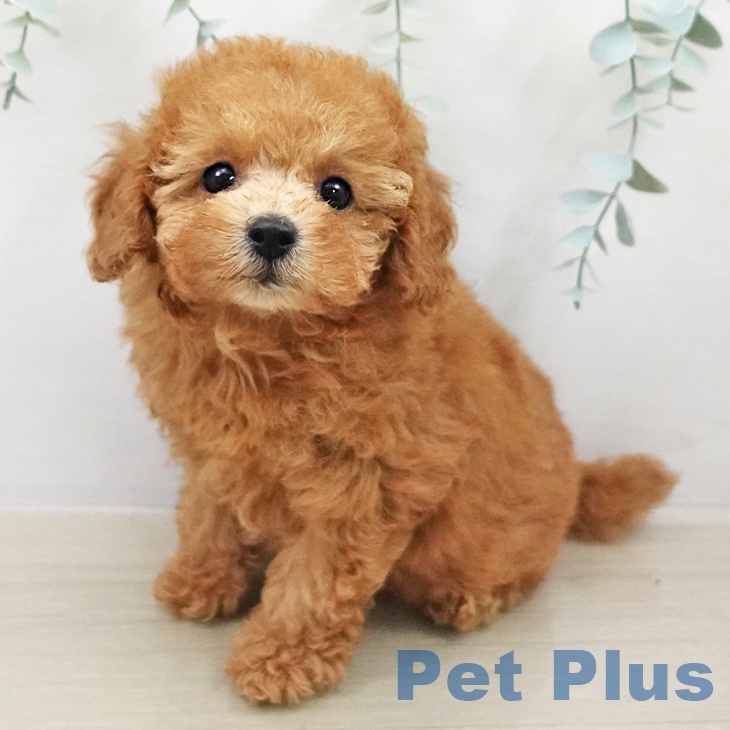 トイ・プードル