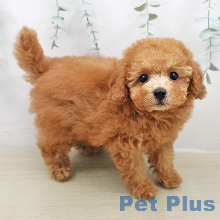 トイ・プードルの写真2