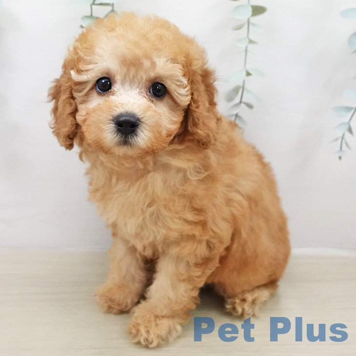 トイ・プードル