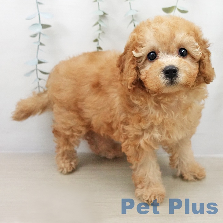 トイ・プードルの写真2