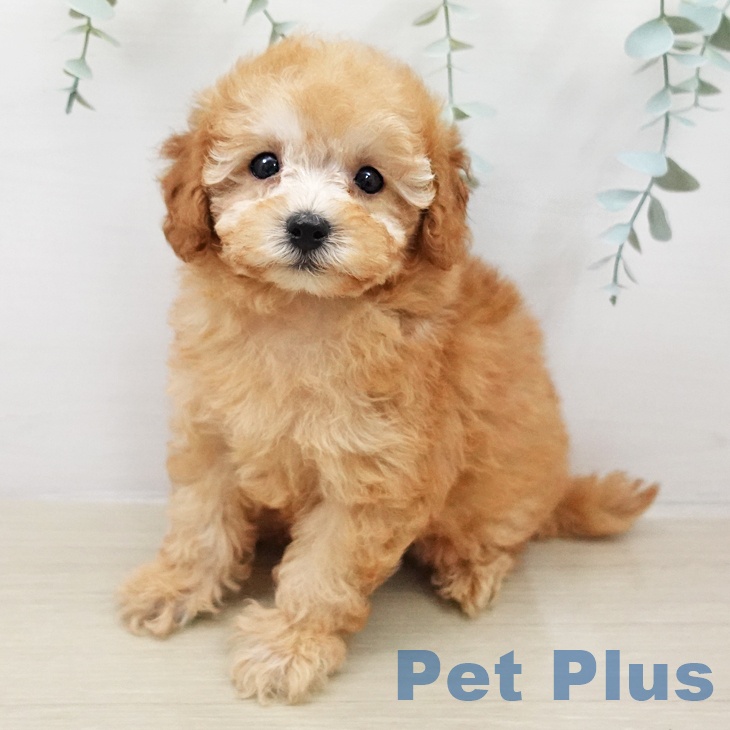 トイ・プードル