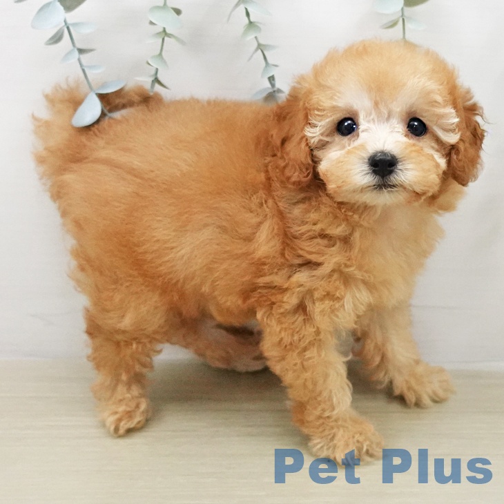 トイ・プードルの写真2