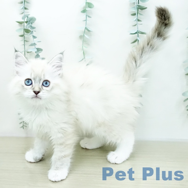 ラグドールの写真2