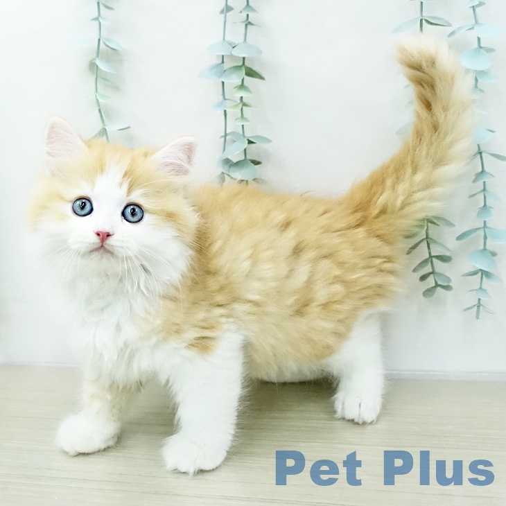 サイベリアンの写真2