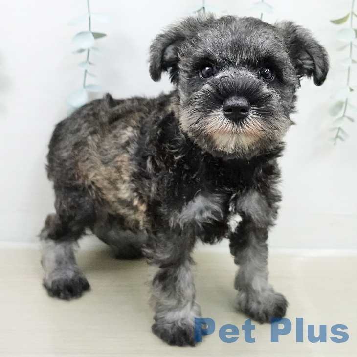 ミニチュア・シュナウザー