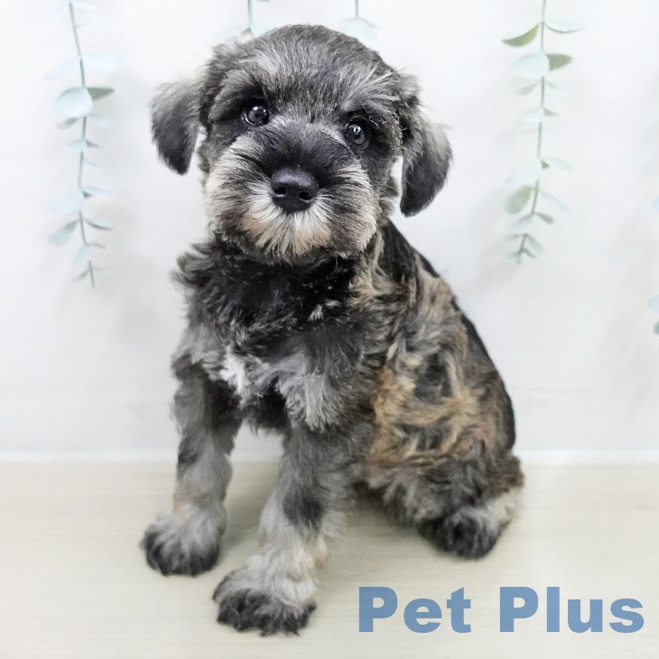 ミニチュア・シュナウザー