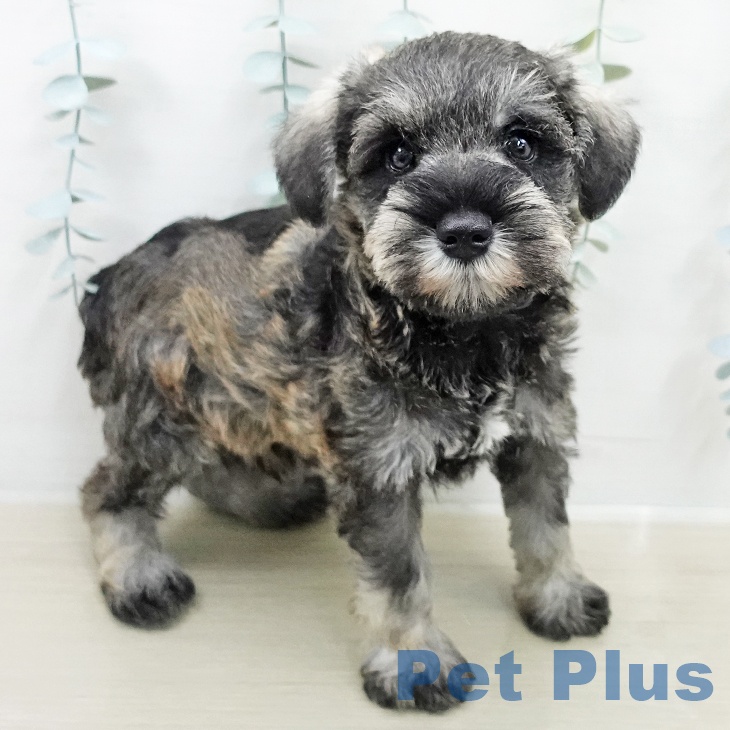 ミニチュア・シュナウザー