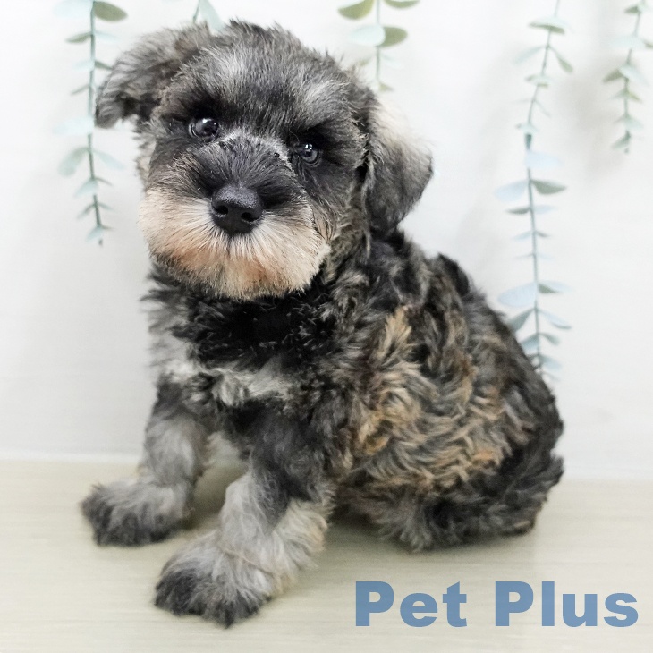 ミニチュア・シュナウザー