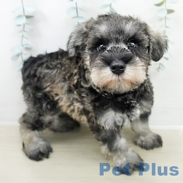 ミニチュア・シュナウザーの写真2