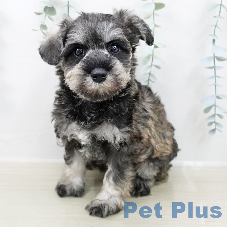 ミニチュア・シュナウザー