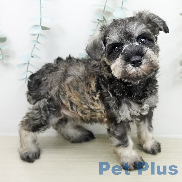 ミニチュア・シュナウザーの写真2