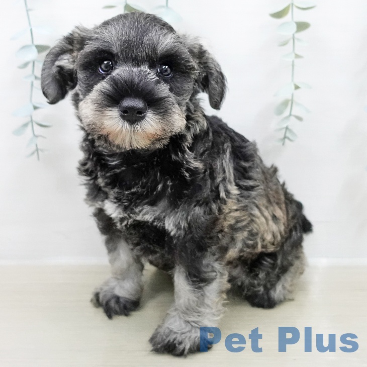 ミニチュア・シュナウザー