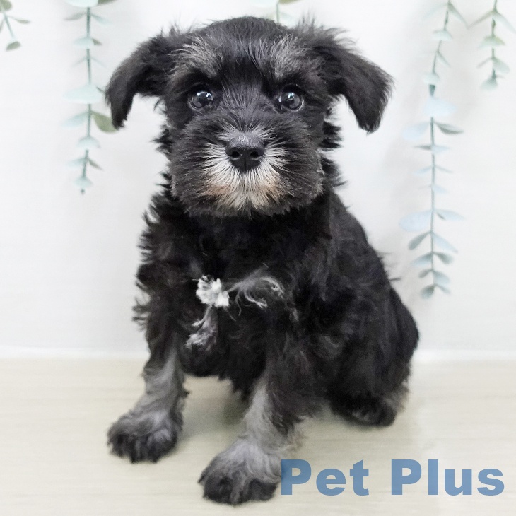 ミニチュア・シュナウザー