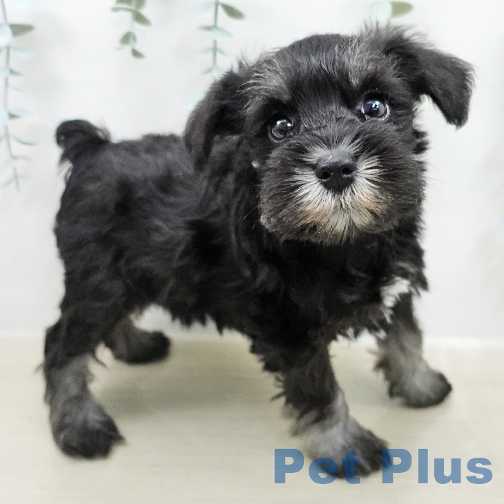 ミニチュア・シュナウザーの写真2