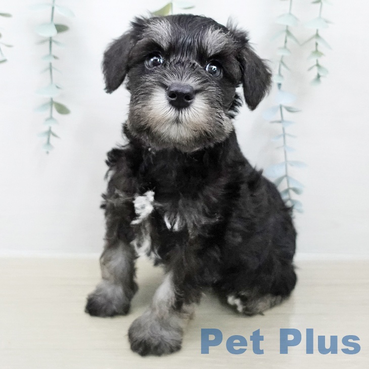 ミニチュア・シュナウザー