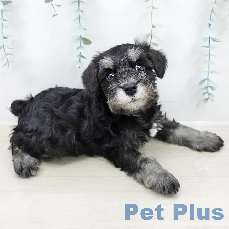 ミニチュア・シュナウザー