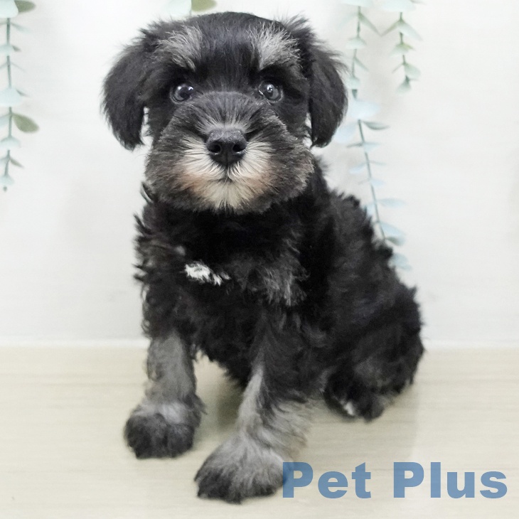 ミニチュア・シュナウザー