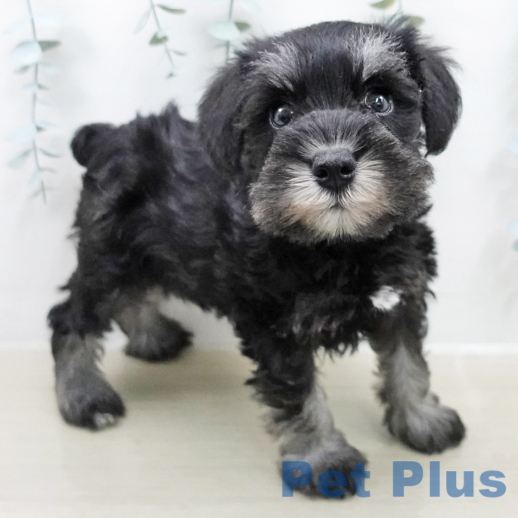 ミニチュア・シュナウザーの写真2