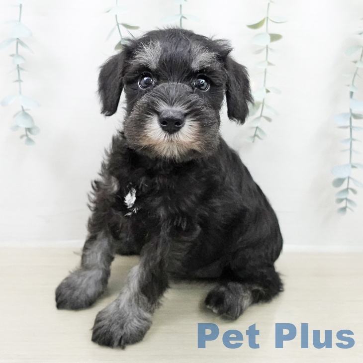 ミニチュア・シュナウザー