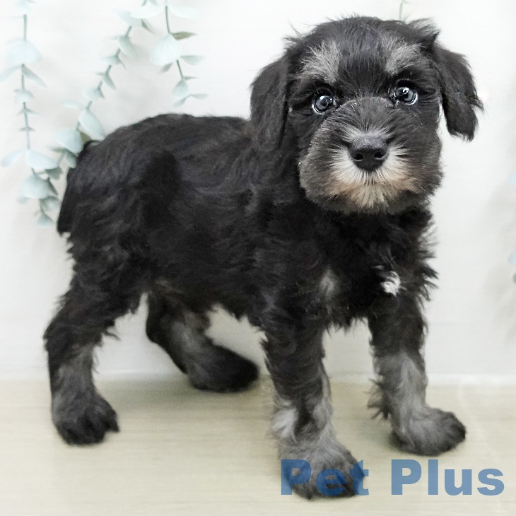 ミニチュア・シュナウザーの写真2