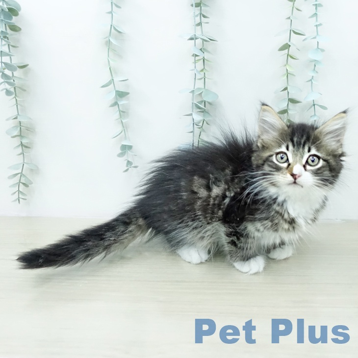 サイベリアンの写真2