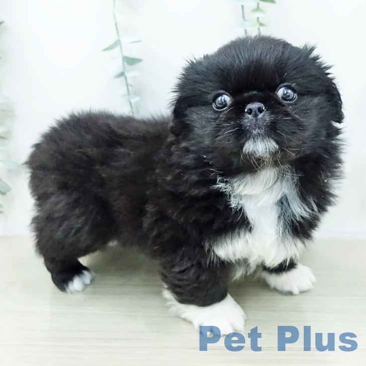 ペキニーズの写真2