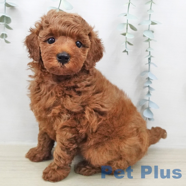 トイ・プードル