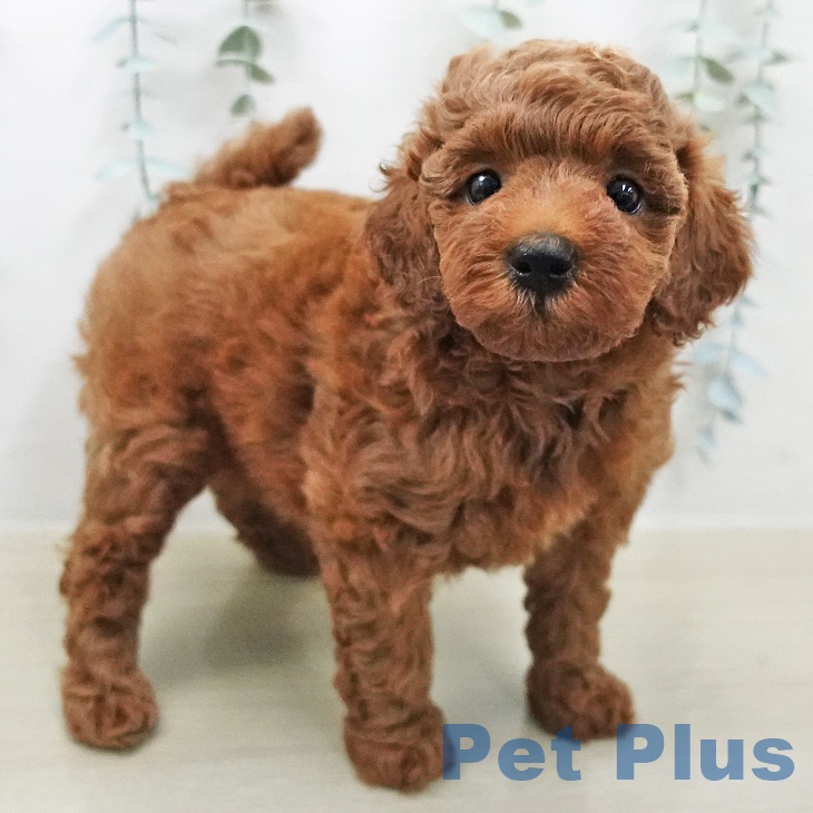 トイ・プードルの写真2