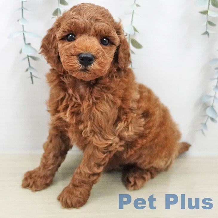 トイ・プードル