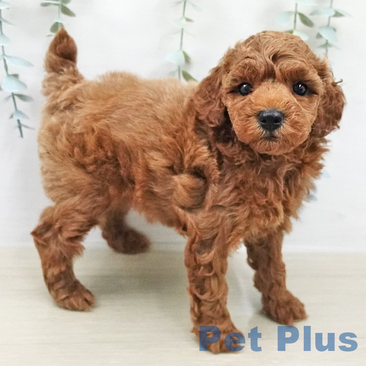 トイ・プードルの写真2