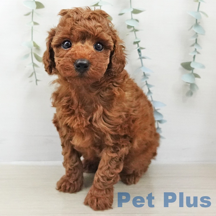 トイ・プードル