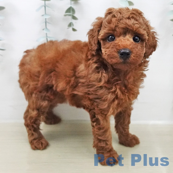 トイ・プードルの写真2