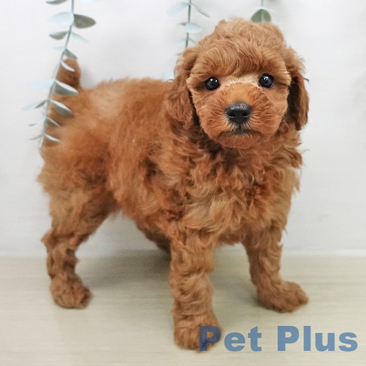 トイ・プードルの写真2