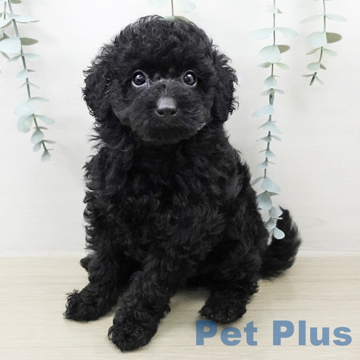 トイ・プードル