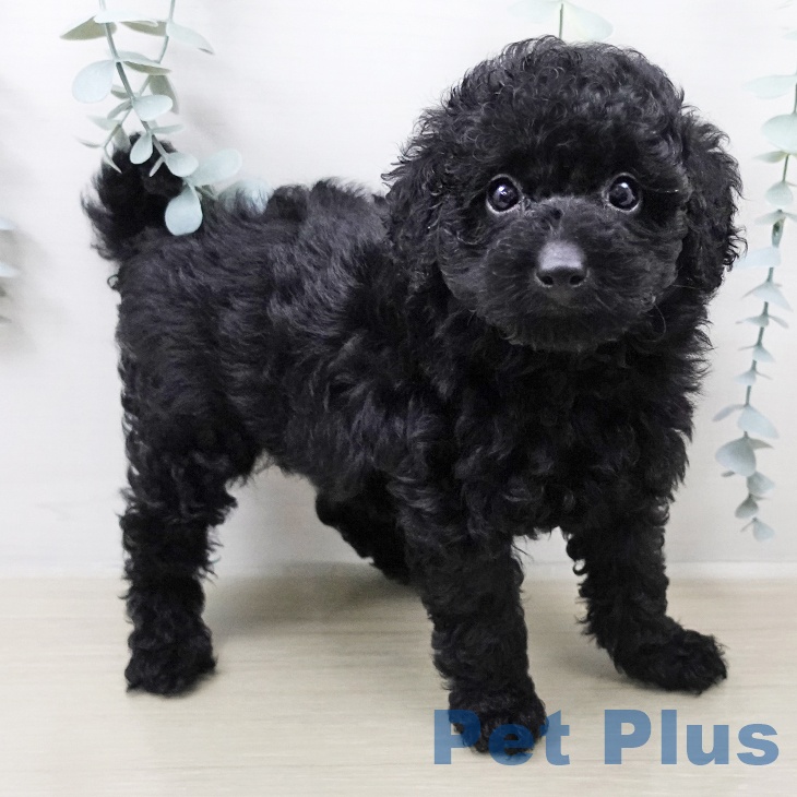 トイ・プードルの写真2