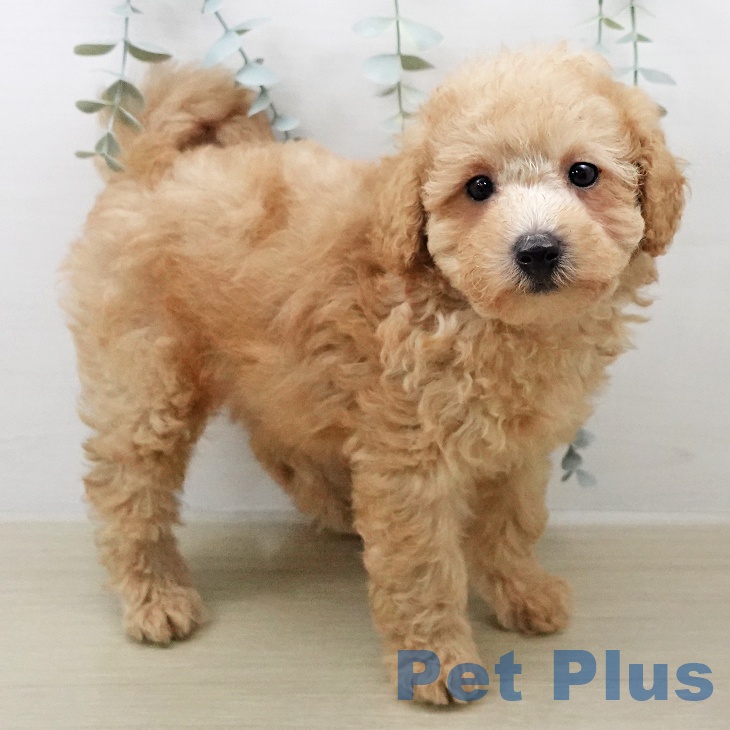 トイ・プードル