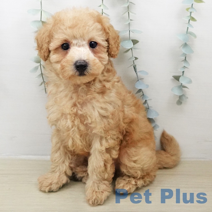 トイ・プードルの写真2