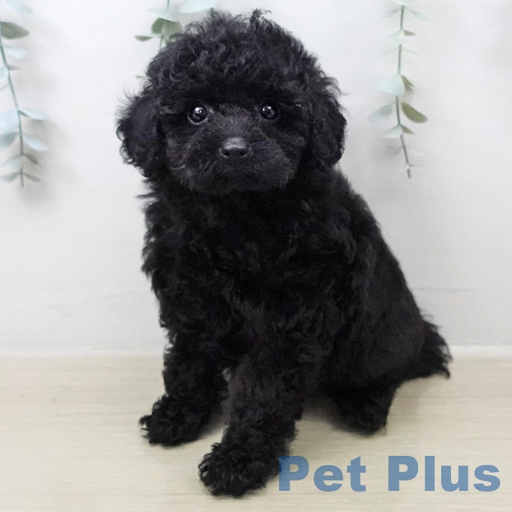 トイ・プードル