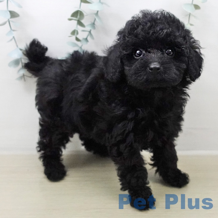 トイ・プードル