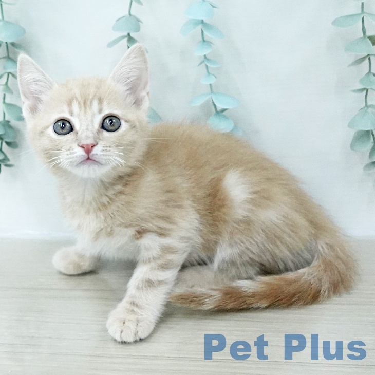 アメリカンショートヘアの写真2