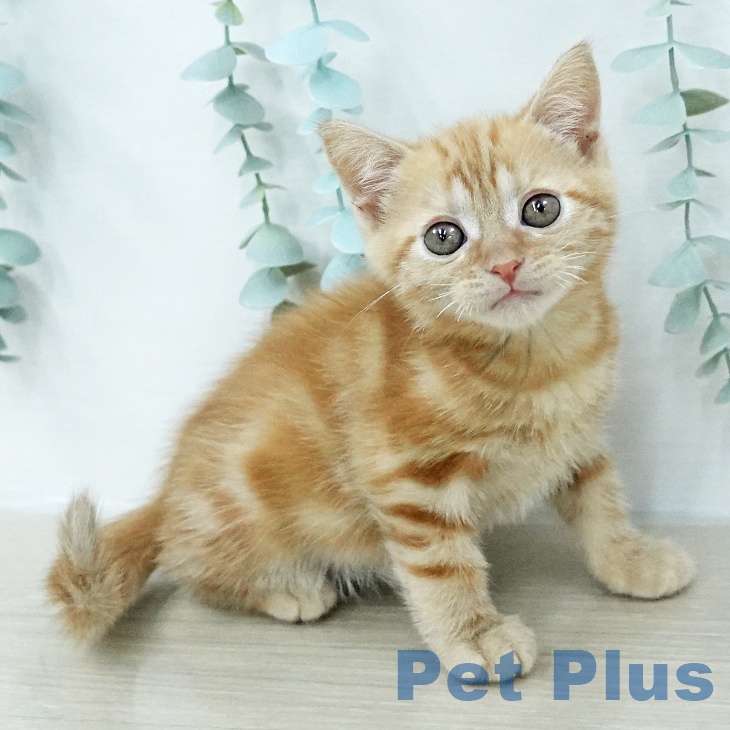 アメリカンショートヘア