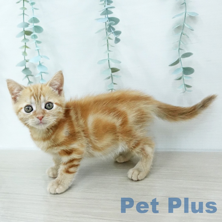 アメリカンショートヘア