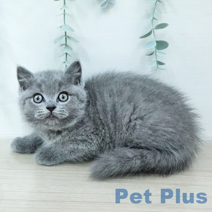 ブリティッシュショートヘア