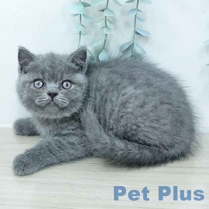 ブリティッシュショートヘア