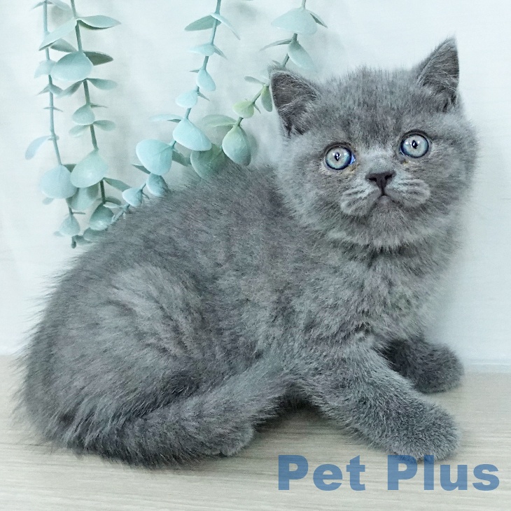 ブリティッシュショートヘアの写真2