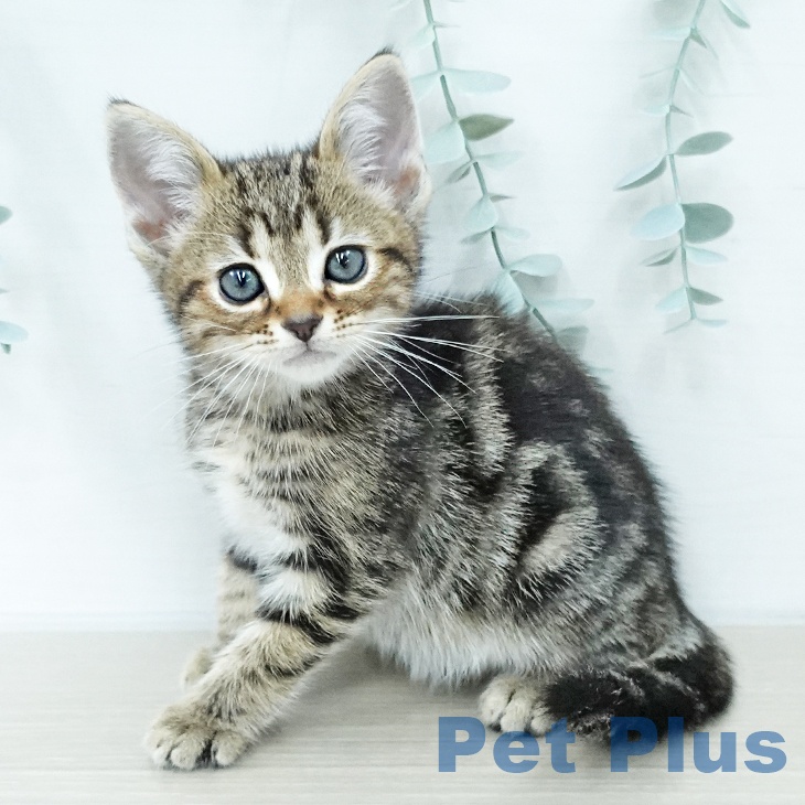 アメリカンショートヘア