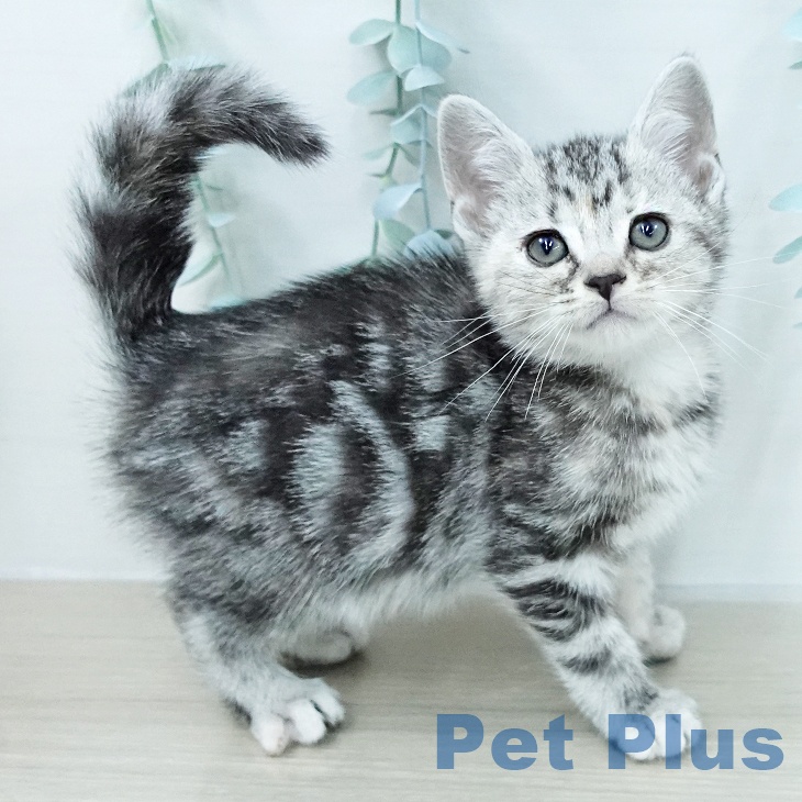 アメリカンショートヘア