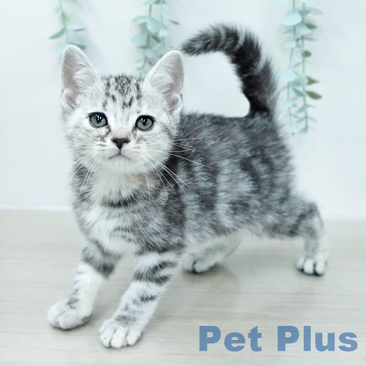 アメリカンショートヘアの写真2