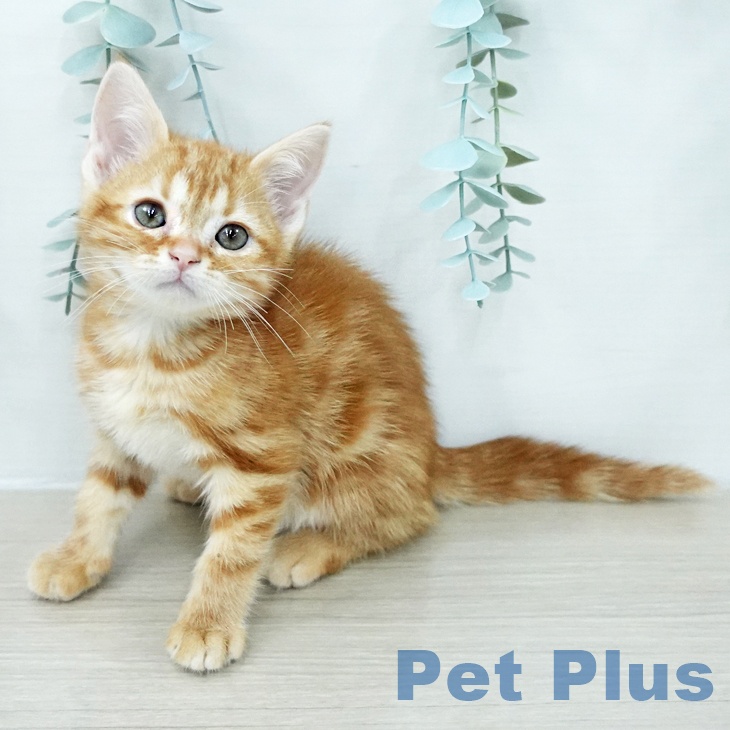 アメリカンショートヘア